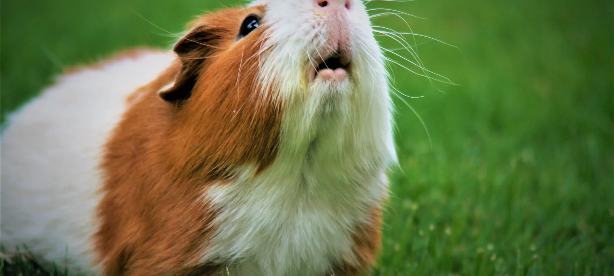Guineapig sitting in the grass